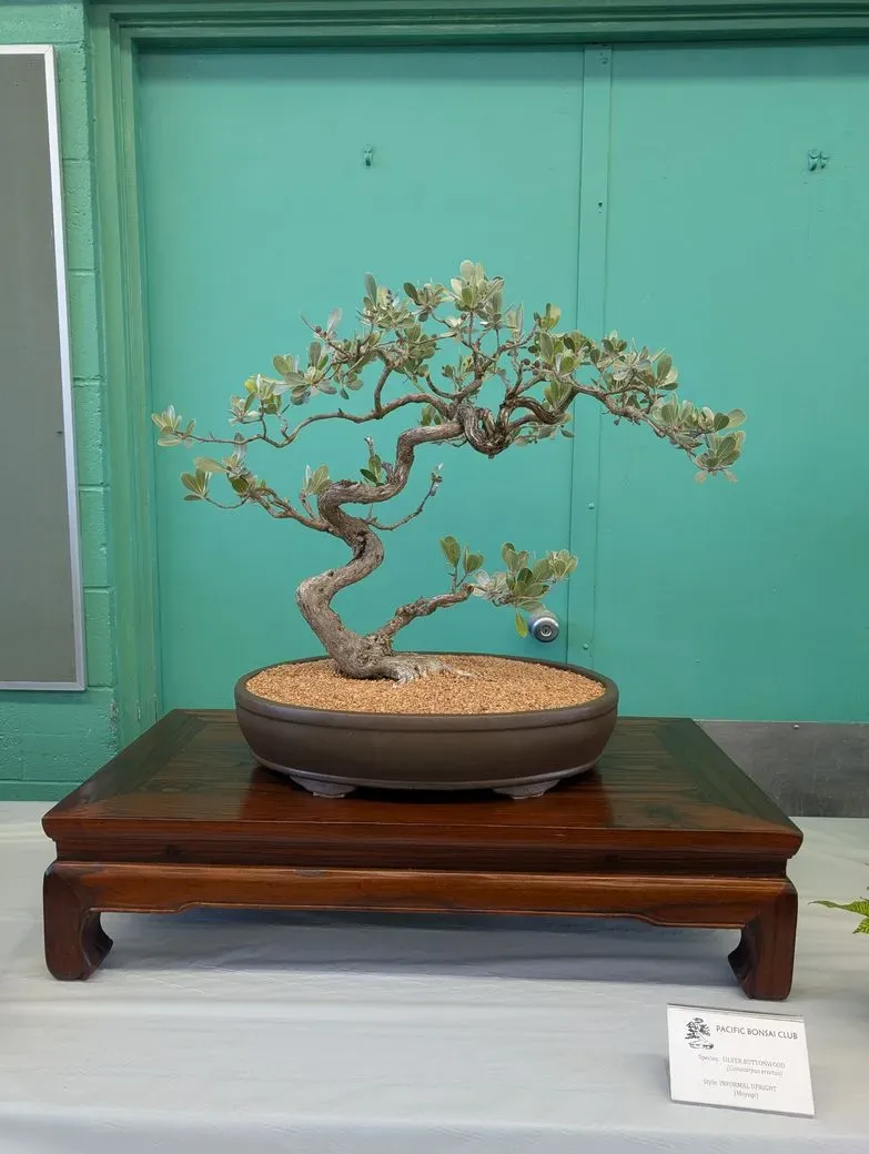Cultivating Bonsai Artistry Together - Rainbow Bonsai Club