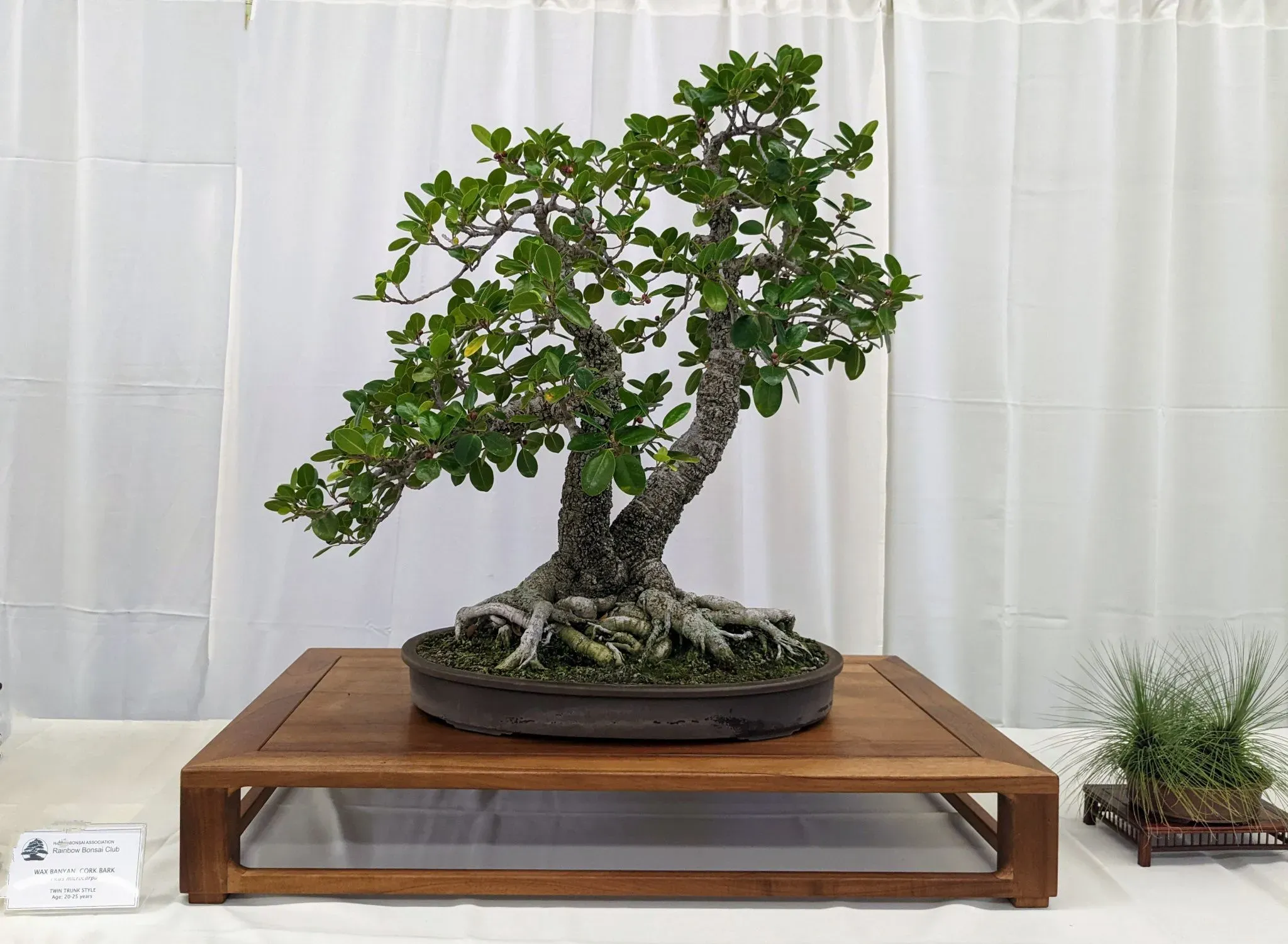 Cultivating Bonsai Artistry Together - Rainbow Bonsai Club