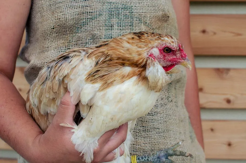 Araucana