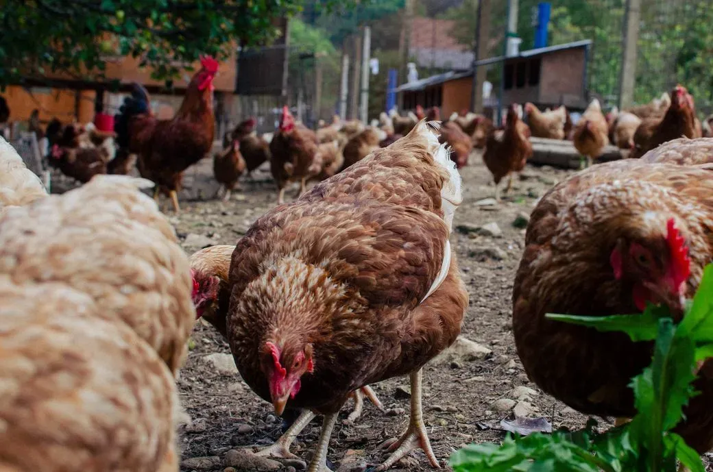 Galline ovaiole