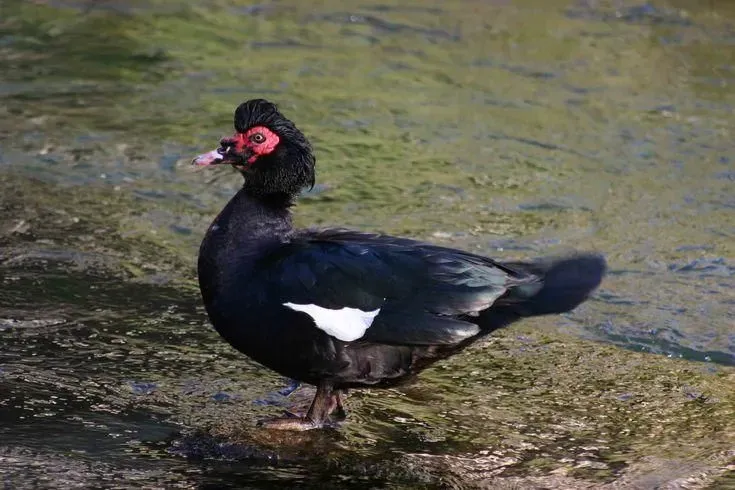 Anatra Muta Cairina Moschata