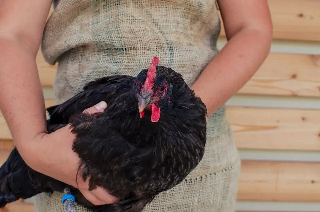 Australorp