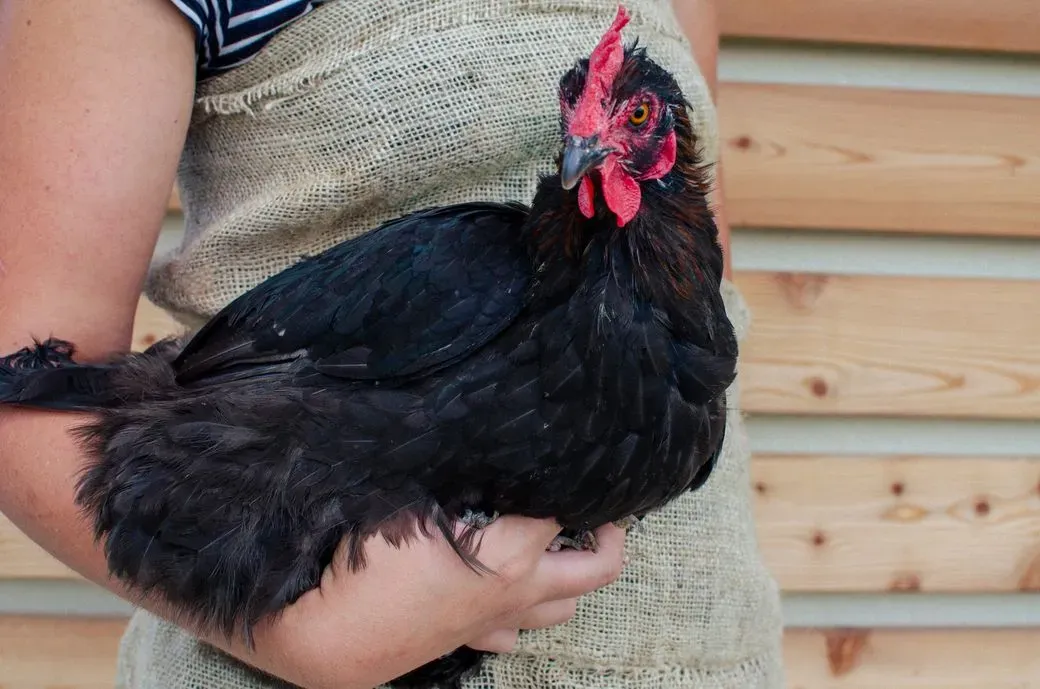 Marans