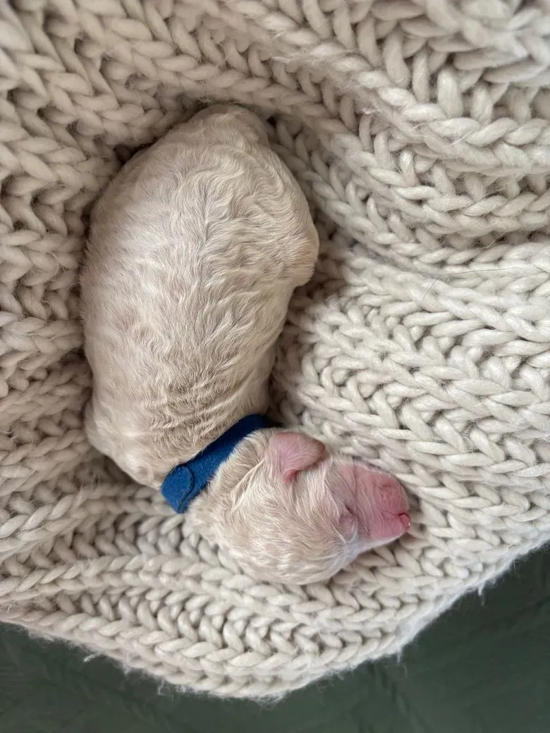 Phantom Ridge Available Puppies - Phantom Ridge Farm