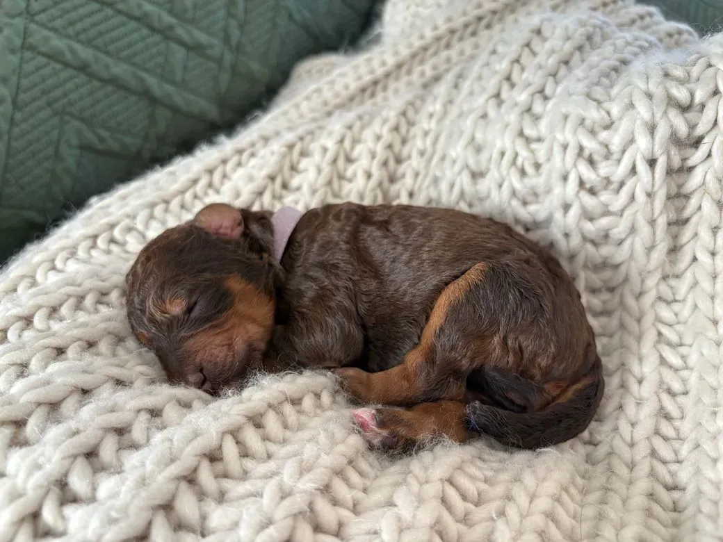 Phantom Ridge Available Puppies - Phantom Ridge Farm
