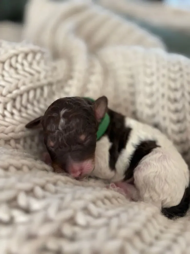 Phantom Ridge Available Puppies - Phantom Ridge Farm
