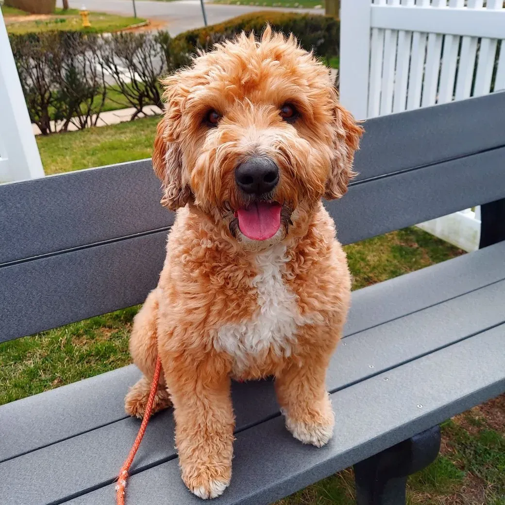 Charlie-Doodle - Meet Charlie-Doodle: The Cutest Wheaton-Doodle